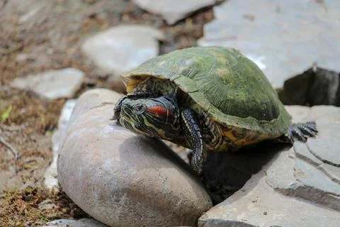 Red Eared Terrapin - Trachemys scripta elegans. Pond slider Stock Photos