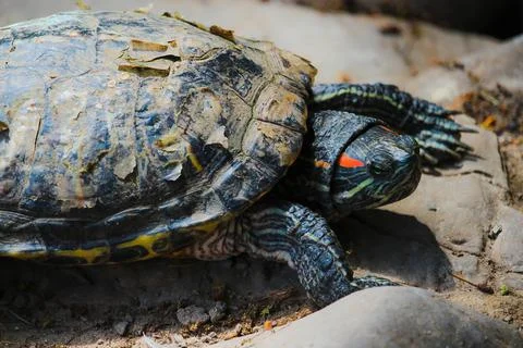 Red Eared Terrapin - Trachemys scripta elegans. Pond slider Stock Photos