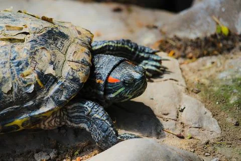 Red Eared Terrapin - Trachemys scripta elegans. Pond slider Foto stock