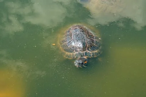 Red Eared Terrapin, trachemys scripta elegans Stock Photos