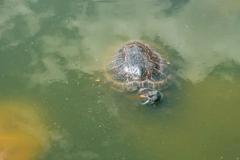 Red Eared Terrapin, trachemys scripta elegans Stock Photos