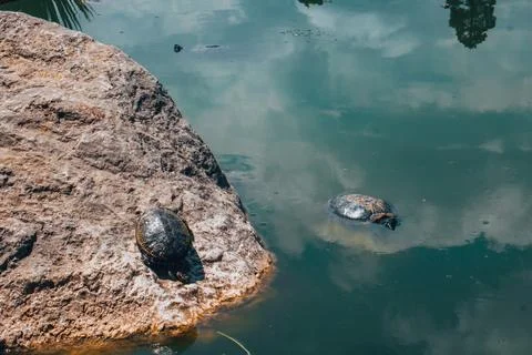 Red Eared Terrapin, trachemys scripta elegans Stock Photos