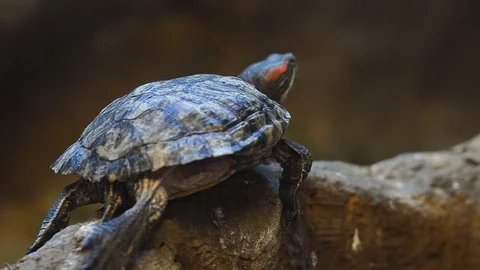 Red Eared Terrapin turtle resting Stock Footage 93750774