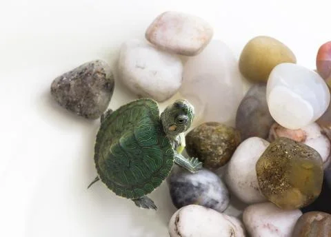 Red Eared Terrapine - Trachemys scripta elegans in aquarium on stones. White Stock Photos
