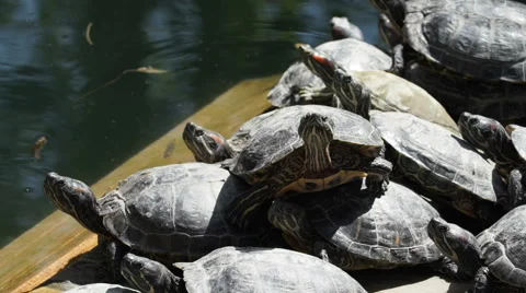 The Red-eared Terrapins Bask in the Sun Stock Footage 62742458