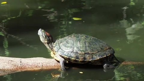 Red-eared tortoise (red-eared slider or red-eared terrapin (Trachemys scrip.. Stock Footage 278027262