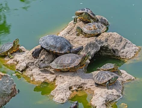 Red-eared turtle basking in the sun Stock Photos