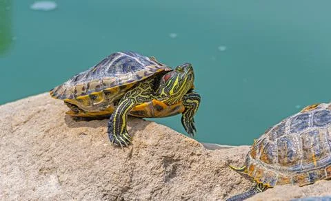 Red-eared turtle basking in the sun Stock Photos