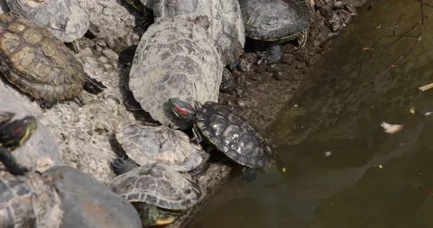 A red-eared turtle climbs out of the water Stock Footage 155119238