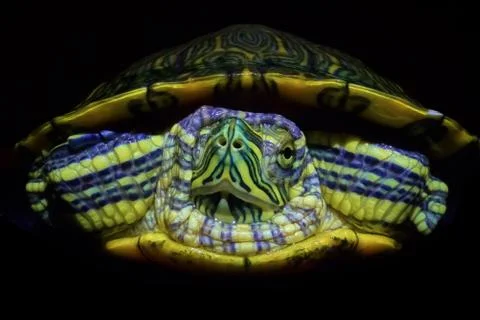 Red-eared turtle close-up on a black background,abstract color Foto stock