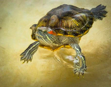 Red-eared turtle floats on the surface of the water. Stock Photos