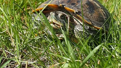 Red-eared turtle Stock Footage 89455191