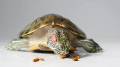 The red-eared turtle Stock Footage 165395117