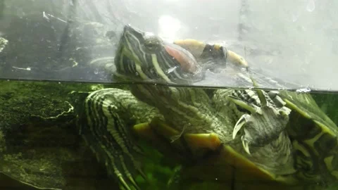 The red-eared turtle Stock Footage 232127464