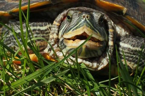 Red-eared turtle on the grass Stock Photos