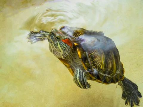 Red-eared turtle has surfaced on the surface water. Stock Photos