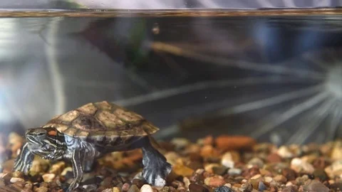 Red-eared turtle have dry food in the aquarium Stock Footage 71976575
