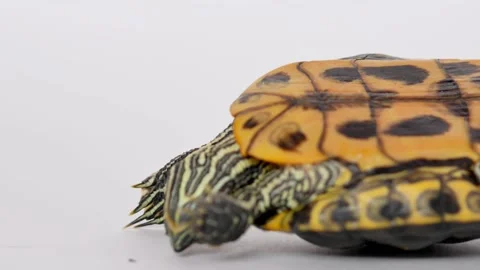 The red-eared turtle lies on the shell with its paws up, belly up on a white bac Stock Footage 220620798
