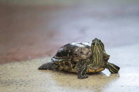 A red-eared turtle looking at the camera. Stock Photos