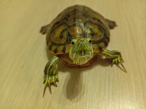 A red-eared turtle moves on the laminate floor in the room, close-up looking  Stock Photos