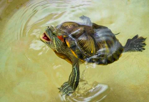 Red-eared turtle with an open mouth on the surface of the water. Foto stock