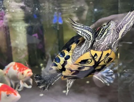 Red-eared turtle or yellow-Bellied lat. Trachemys scripta stripped, painted.. Stock Photos