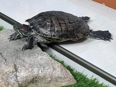 Red-eared turtle or yellow-Bellied (lat. Trachemys scripta stripped, painted  Stock Photos