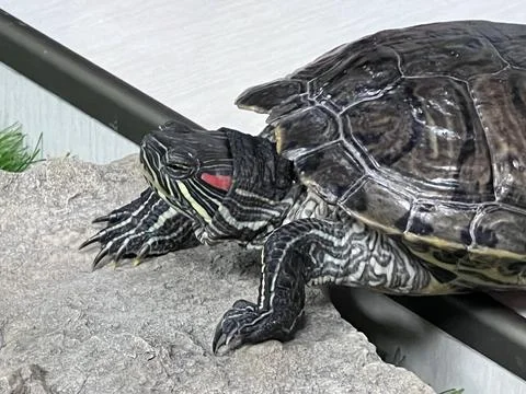 Red-eared turtle or yellow-Bellied (lat. Trachemys scripta stripped, painted  Stock Photos