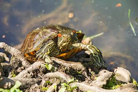 Red Eared Turtle Stock Photos