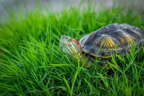 Red-eared turtle resting on the grass basking in the sun. Foto stock