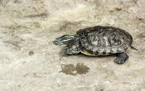 A red-eared turtle on the sand on a hot sunny day Stock Photos