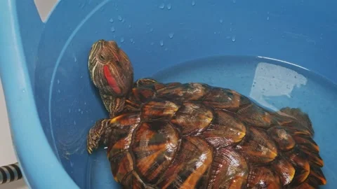 Red-eared turtle is sitting inside plastic bowl and trying to escape. She is Stock Footage 138288424