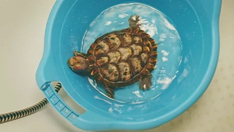Red-eared turtle is sitting in plastic bowl with water Stock Footage 147506215