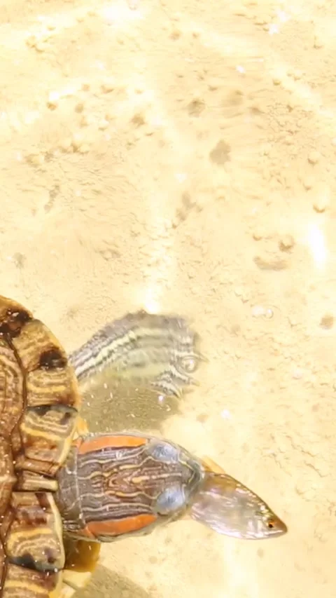 The red-eared turtle slider swallows the fry. The predator eats the prey. Stock Footage 247274517