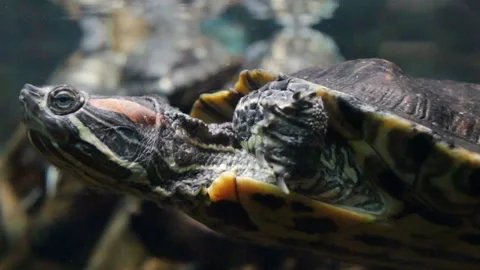 Red-eared turtle slowly swims past. Real time, close-up, underwater, side view. Stock Footage 109064504