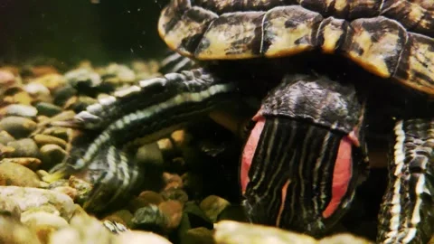 The red-eared turtle is a species of turtle from the family of American 스톡 동영상 296579659