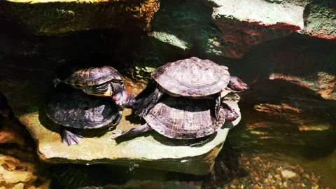The red-eared turtle is a species of turtle from the family of American Stock Footage 300340770