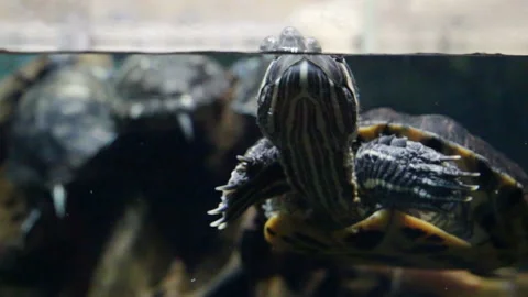Red-eared turtle stuck his head out of the water, the reptile spies on the opera Stock Footage 109064606
