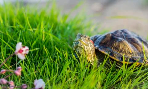 The red-eared turtle is sunbathing on the green grass.Trachemys scripta. Stock Photos