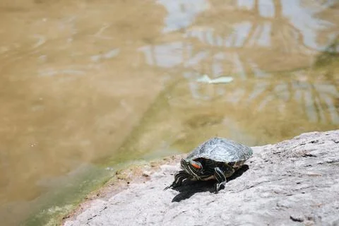 Red eared turtle is sunbathing on a rock Stock Photos