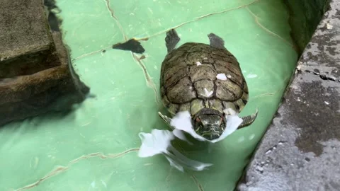 Red-eared turtle swimming in the fish pond Stock Footage 241978482