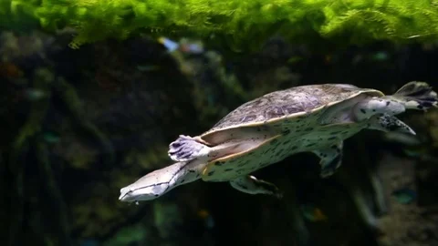 Red-eared turtle swims among small fish 스톡 동영상 74631854