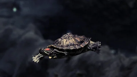 The red-eared turtle swims under water Stock Footage 103478556