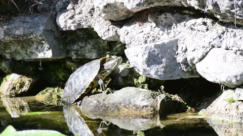 Red Eared Turtle, Trachemys scripta. in the wild Stock-Footage 190074394