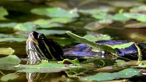 Red Eared Turtle, Trachemys scripta. in the wild Stock Footage 235066348