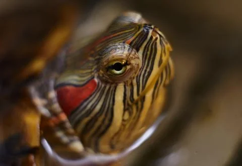 Red-eared turtle (Trachemys scripta) muzzle close-up.Macro. Foto stock