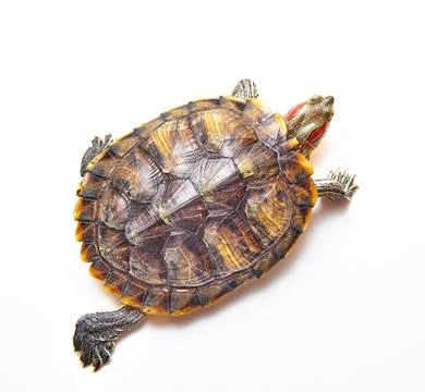 Red-eared turtle, Trachemys scripta on white isolated background. Foto stock