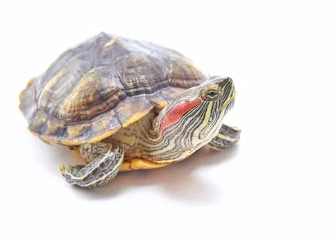 Red-eared turtle, Trachemys scripta on white isolated background. Yellow-bell Foto stock