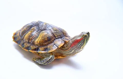 Red-eared turtle, Trachemys scripta on white isolated background. Yellow-bell Foto stock