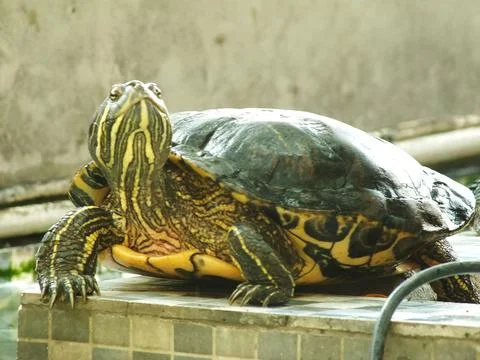 Red eared turtle, Trachemys scripta elegans Stock Photos